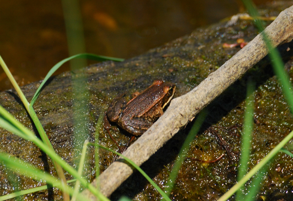 ....e queste?????? - Pelophylax sp.